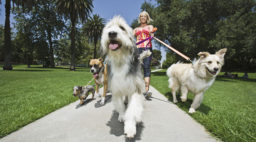 Woman walking many dogs.